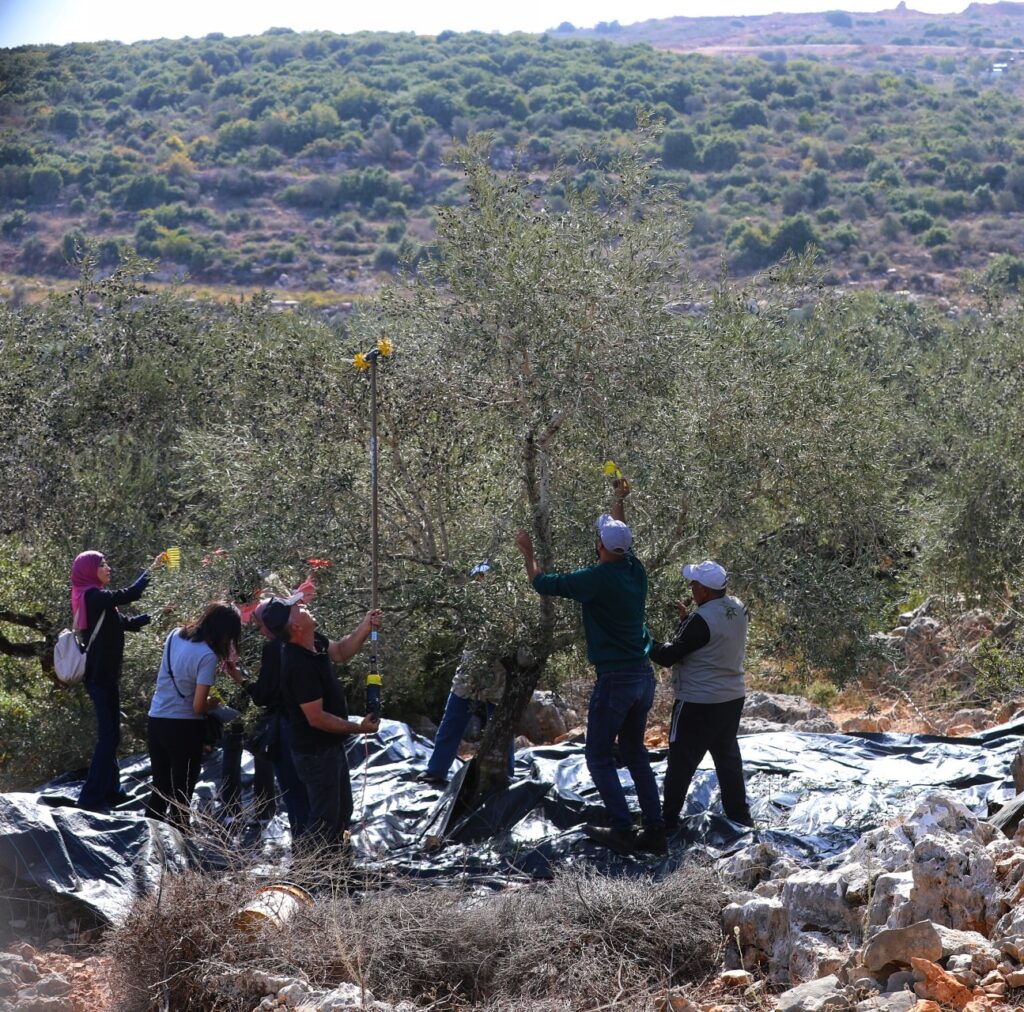 The occupation uproots 777 trees in the West Bank within a week