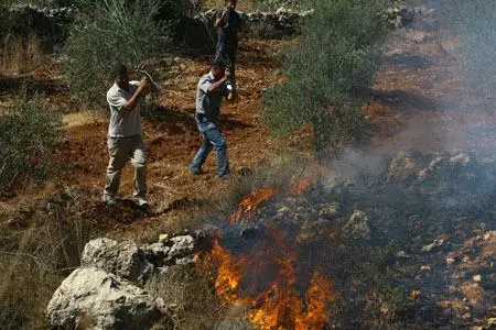 Settlers burn olive trees & injure Palestinian man in West Bank
