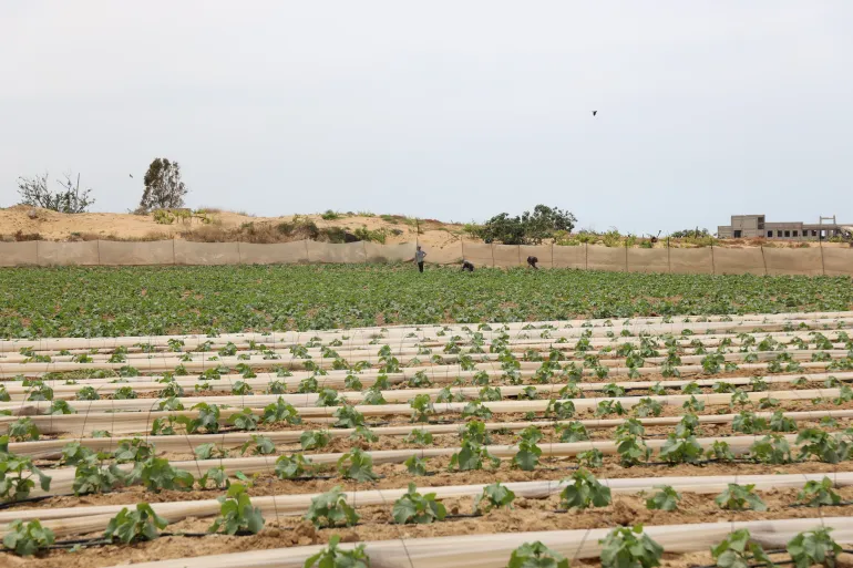 UN: 97% of Gaza's agricultural land damaged by Israel's war