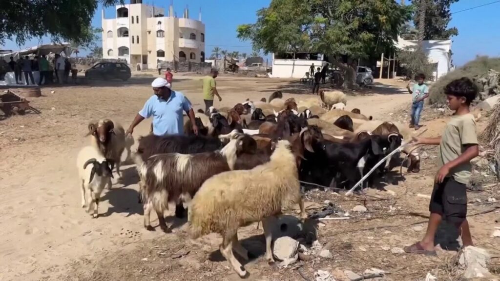 A catastrophic collapse hits the livestock sector in Gaza